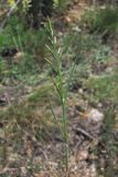 Scleropoa rigida. Зацветающее растение. Крым, Байдарская долина, каменистый склон в светлом можжевеловом лесу. 7 мая 2010 г.