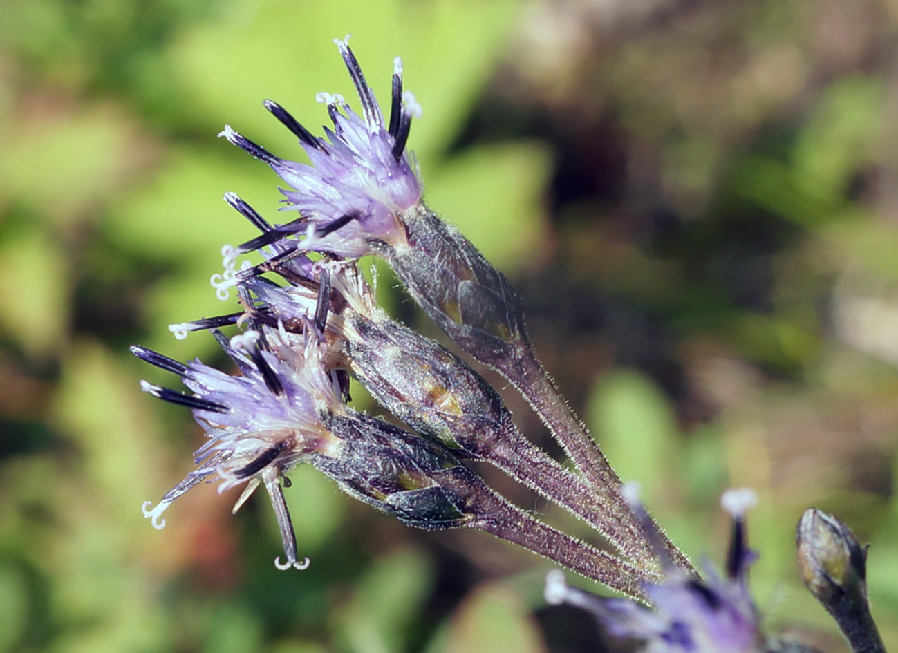 Image of Saussurea parviflora specimen.