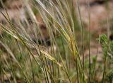 genus Stipa. Соцветия. Монголия, аймак Завхан, окр. пос. Сантмаргац, ≈ 1700 м н.у.м., горная степь. 10.06.2017.