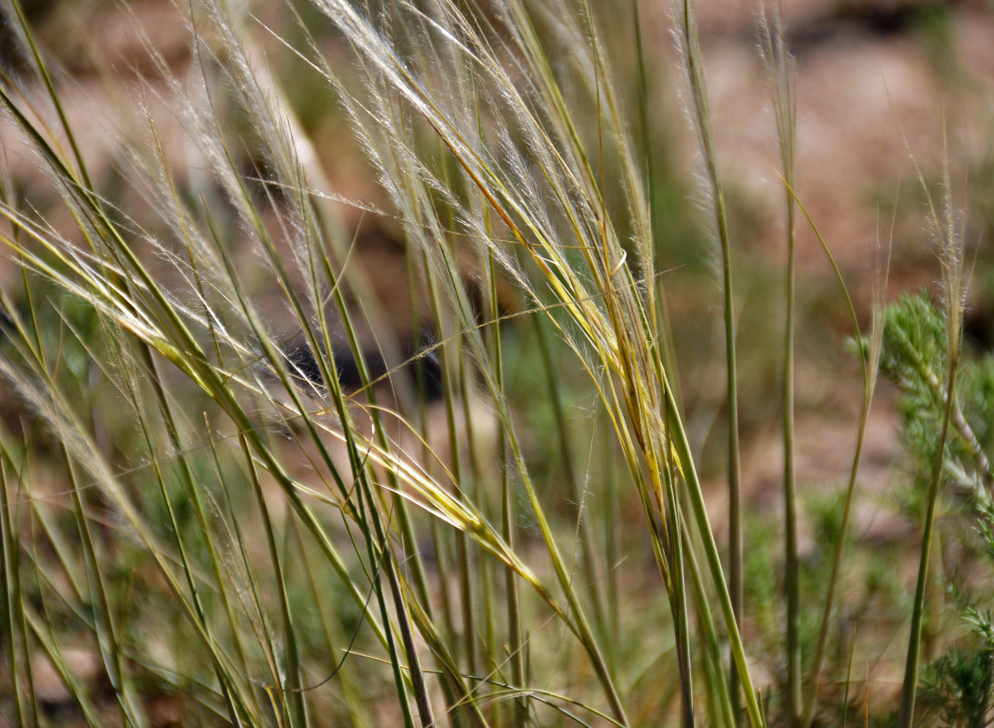 Изображение особи род Stipa.