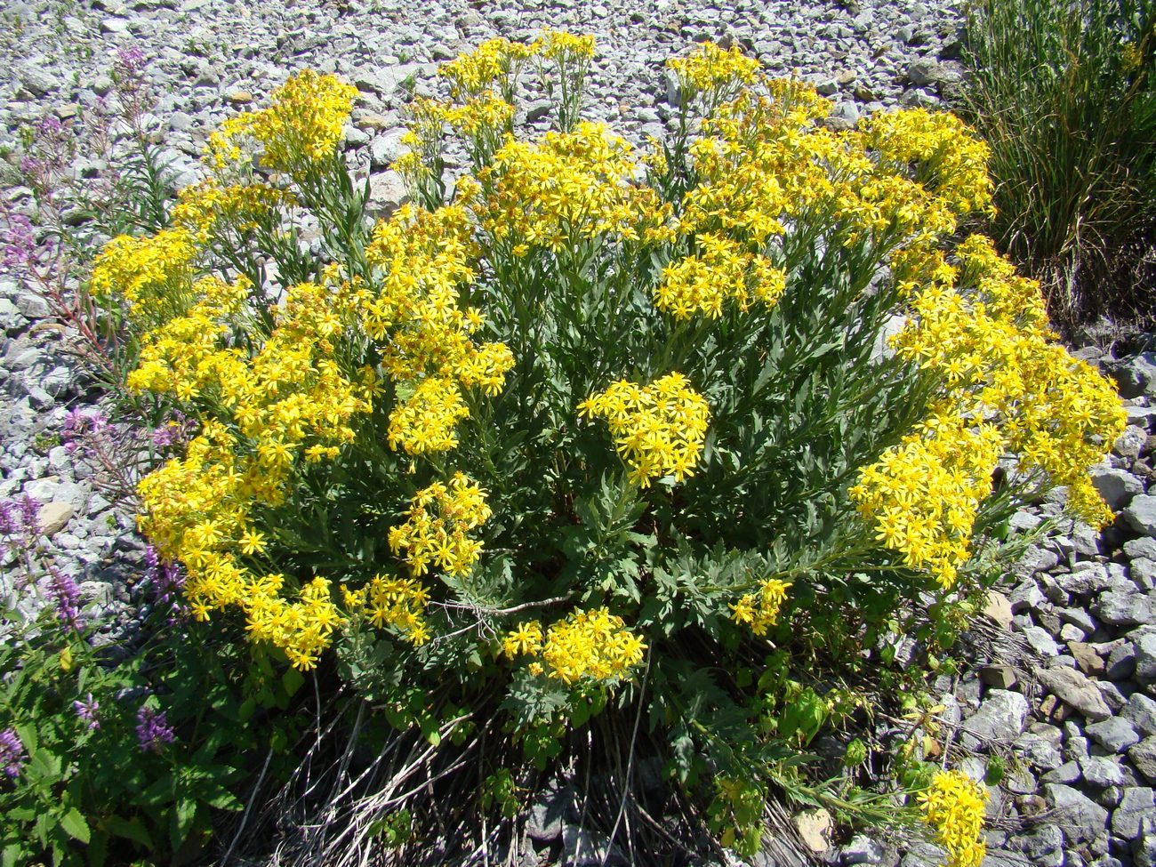 Image of Senecio racemulifer specimen.