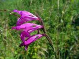 Gladiolus imbricatus. Соцветие. Беларусь, Гродненская обл., Новогрудский р-н, верховья р. Литовка, низинный таволгово-разнотравный луг. 22.07.2014.