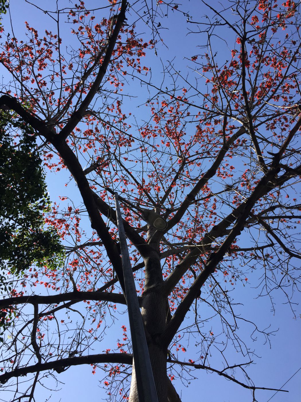 Image of Bombax ceiba specimen.