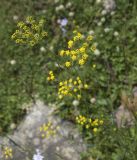 genus Bupleurum. Верхушка цветущего растения. Кабардино-Балкария, Эльбрусский р-н, Терскольский лес, край поляны. 19.07.2009.