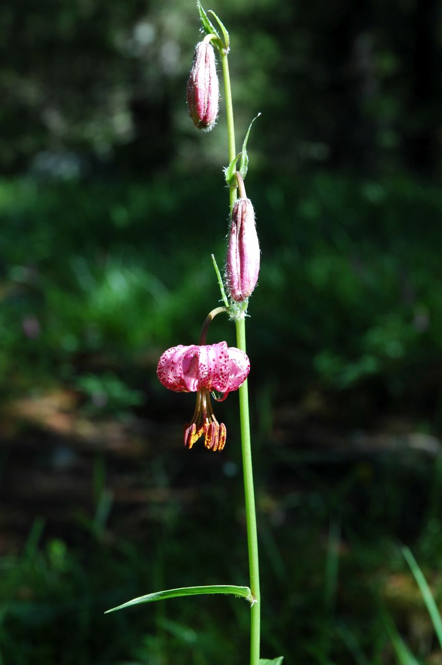 Image of Lilium pilosiusculum specimen.