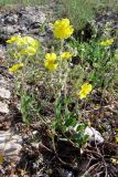 Helianthemum grandiflorum. Цветущее растение. Крым, Байдарская долина, каменистый склон в светлом можжевеловом лесу. 21 мая 2010 г.