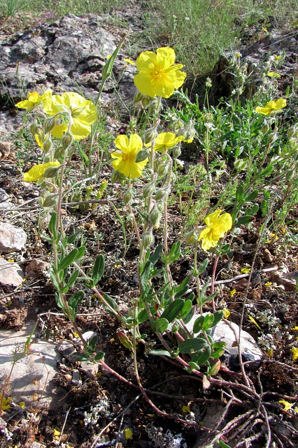 Image of Helianthemum grandiflorum specimen.