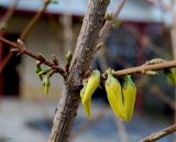 genus Forsythia