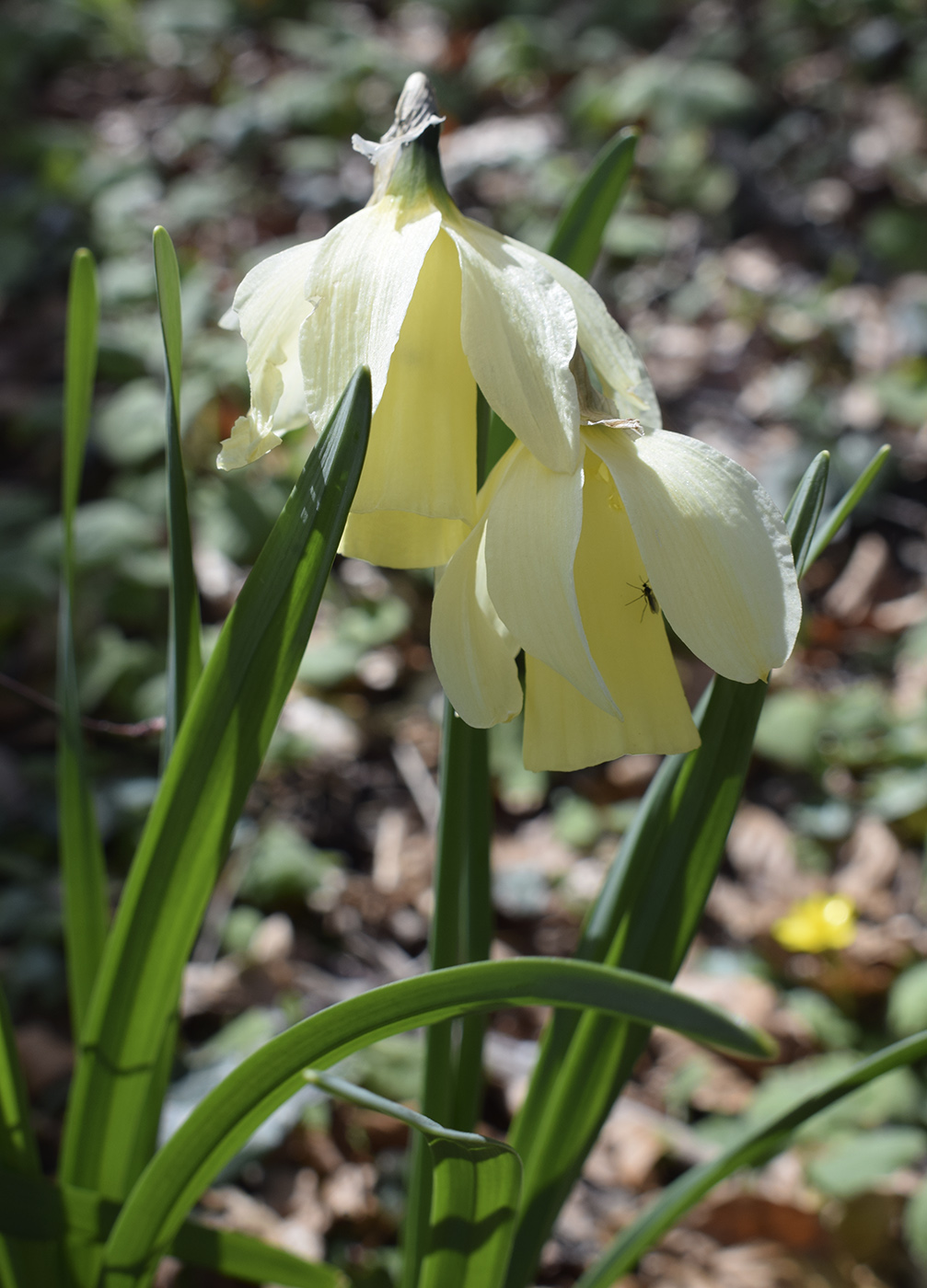 Image of Narcissus moschatus ssp. moleroi specimen.