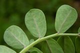 Coronilla coronata