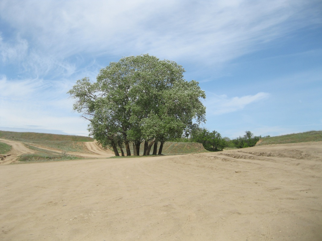 Image of Populus alba specimen.