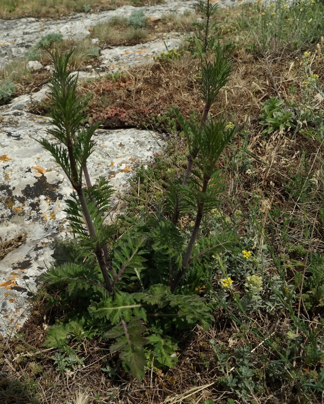 Image of Scabiosa praemontana specimen.