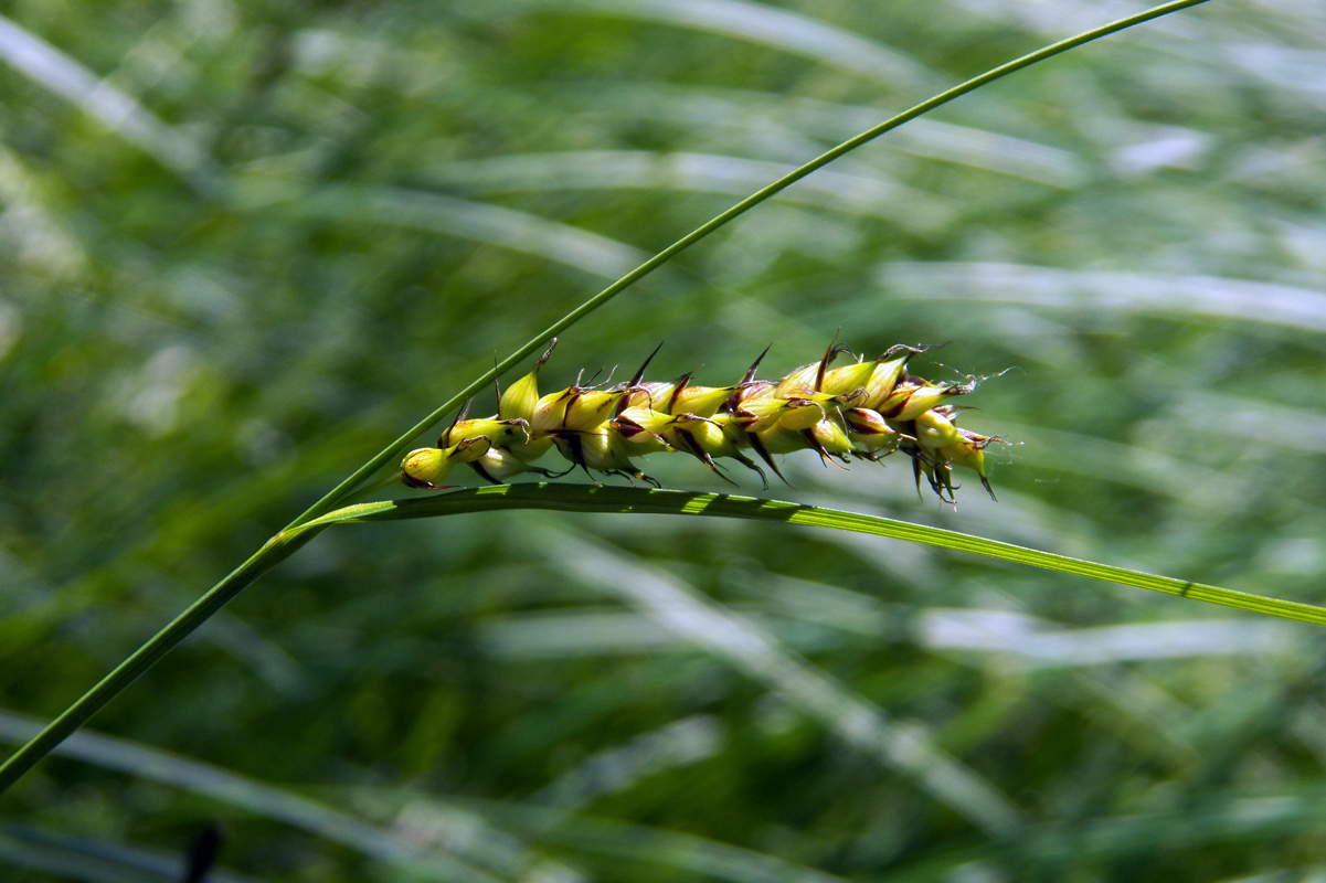Image of Carex melanostachya specimen.
