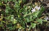 Erodium cicutarium. Цветущее растение белоцветковой формы. Крым, Бахчисарайский р-н, окр. с. Трудолюбовка, луг на залежи у подножия г. Патиль. 05.05.2010.