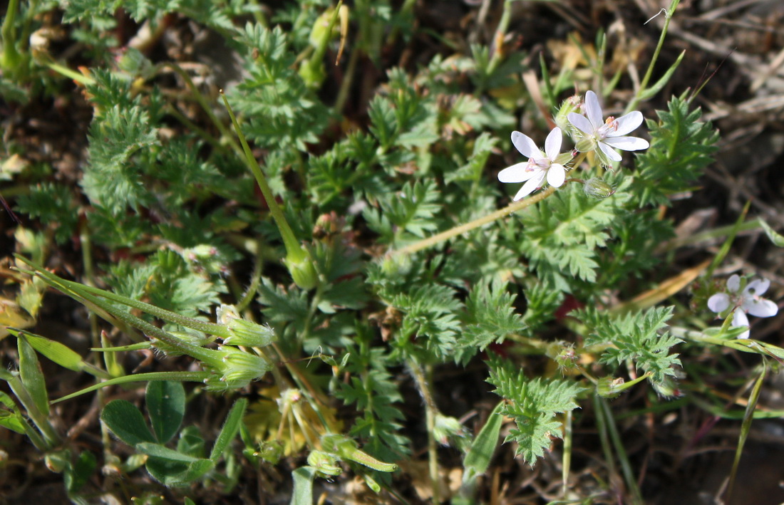 Image of Erodium cicutarium specimen.