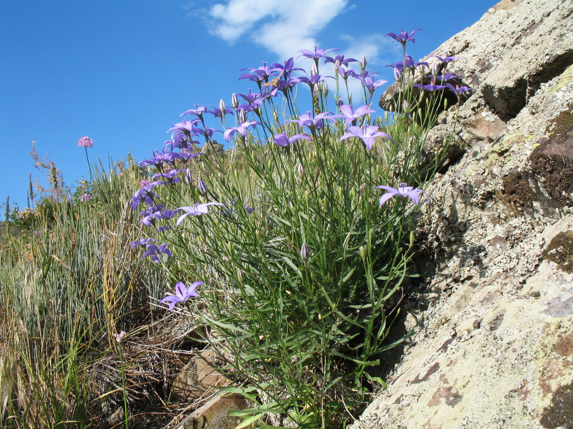 Image of Campanula alberti specimen.