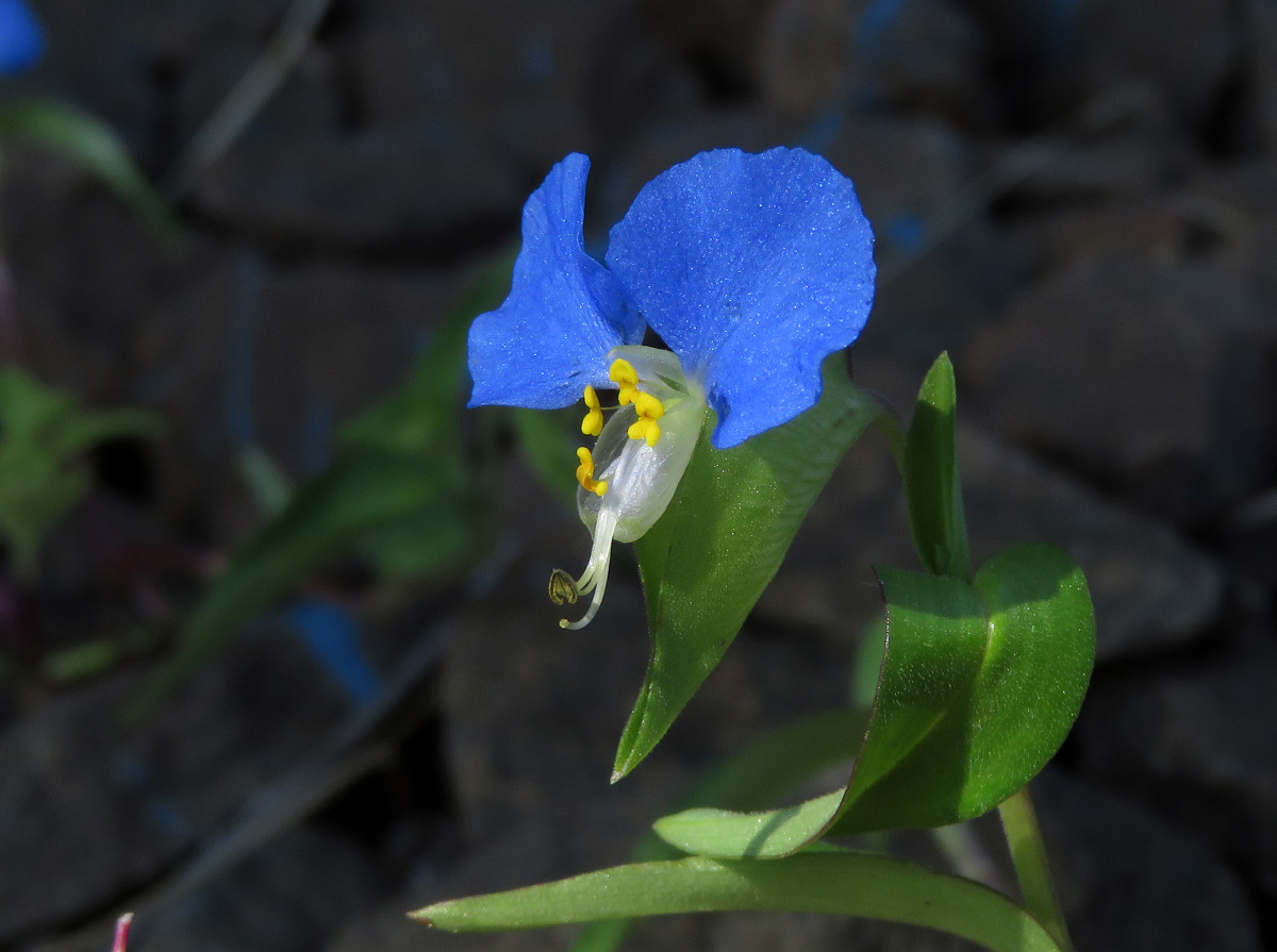 Изображение особи Commelina communis.