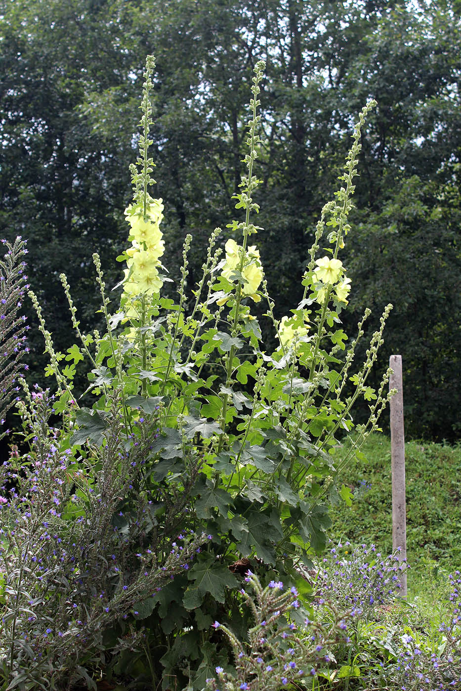 Изображение особи Alcea rugosa.