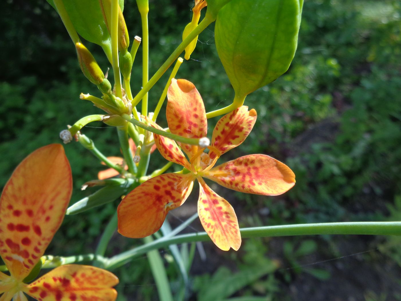 Изображение особи Belamcanda chinensis.