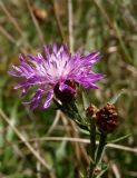 Centaurea jacea subspecies substituta. Верхушка побега с распустившимся и развивающимися соцветиями. Крым, Белогорский р-н, склон горы между Топловским монастырём и дорогой. 11.08.2018.