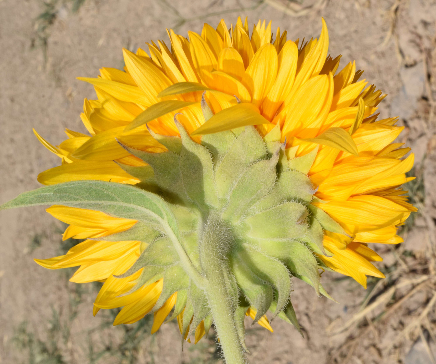 Изображение особи Helianthus annuus.