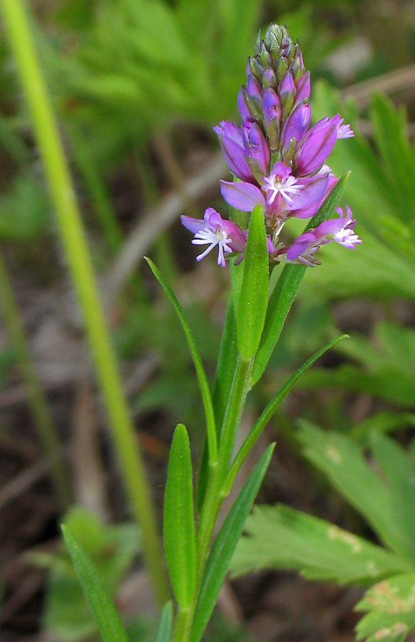 Image of Polygala comosa specimen.