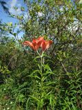 Lilium pensylvanicum