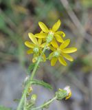 Image of taxon representative. Author is Александр Лебедев