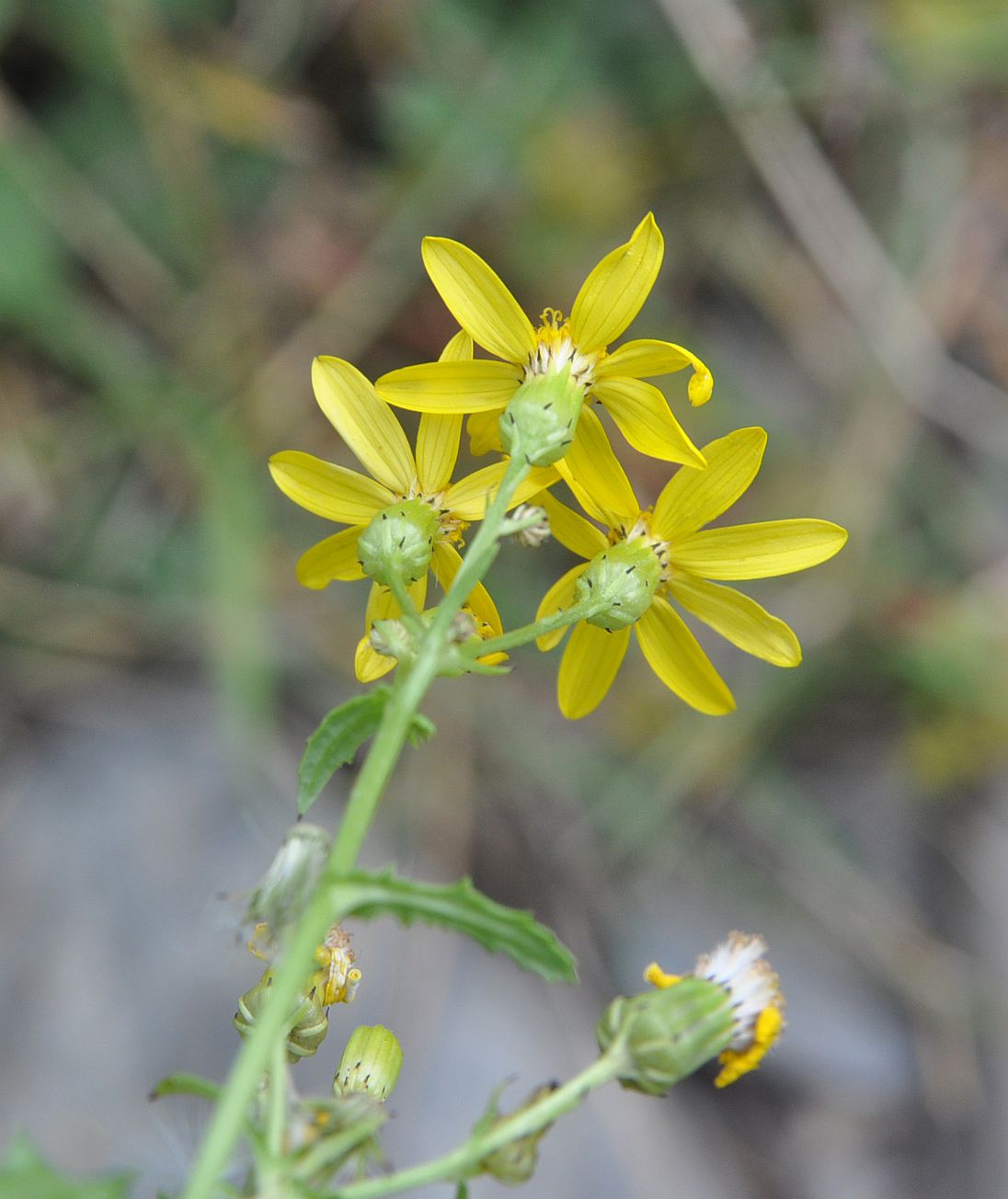 Image of Senecio sosnovskyi specimen.