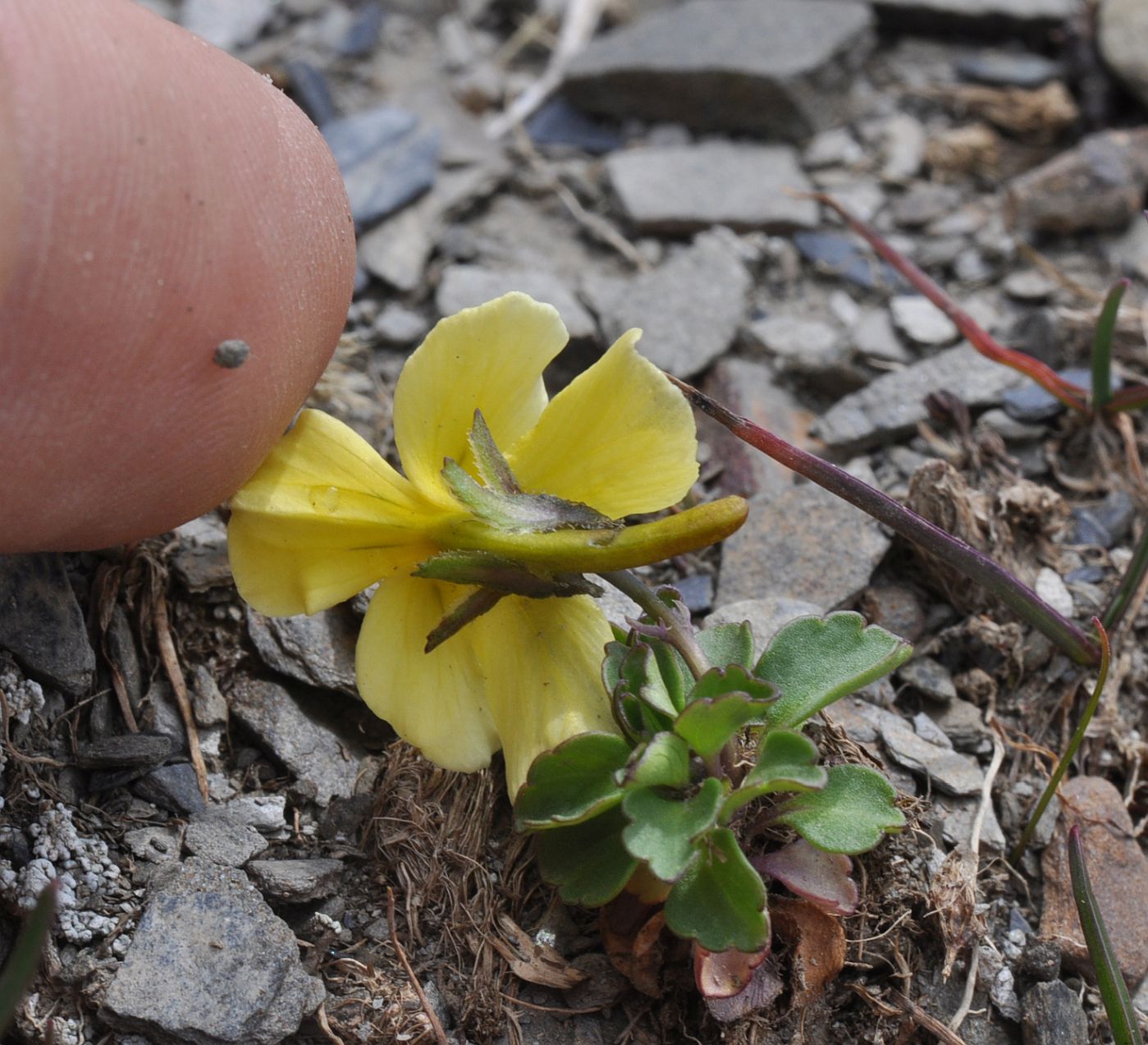 Image of Viola minuta specimen.