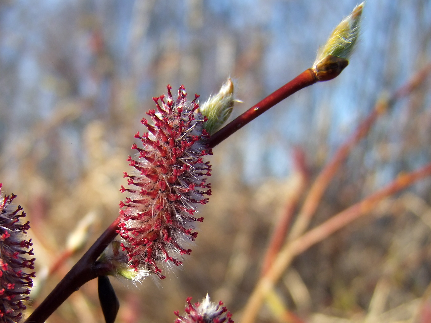 Image of Salix saxatilis specimen.