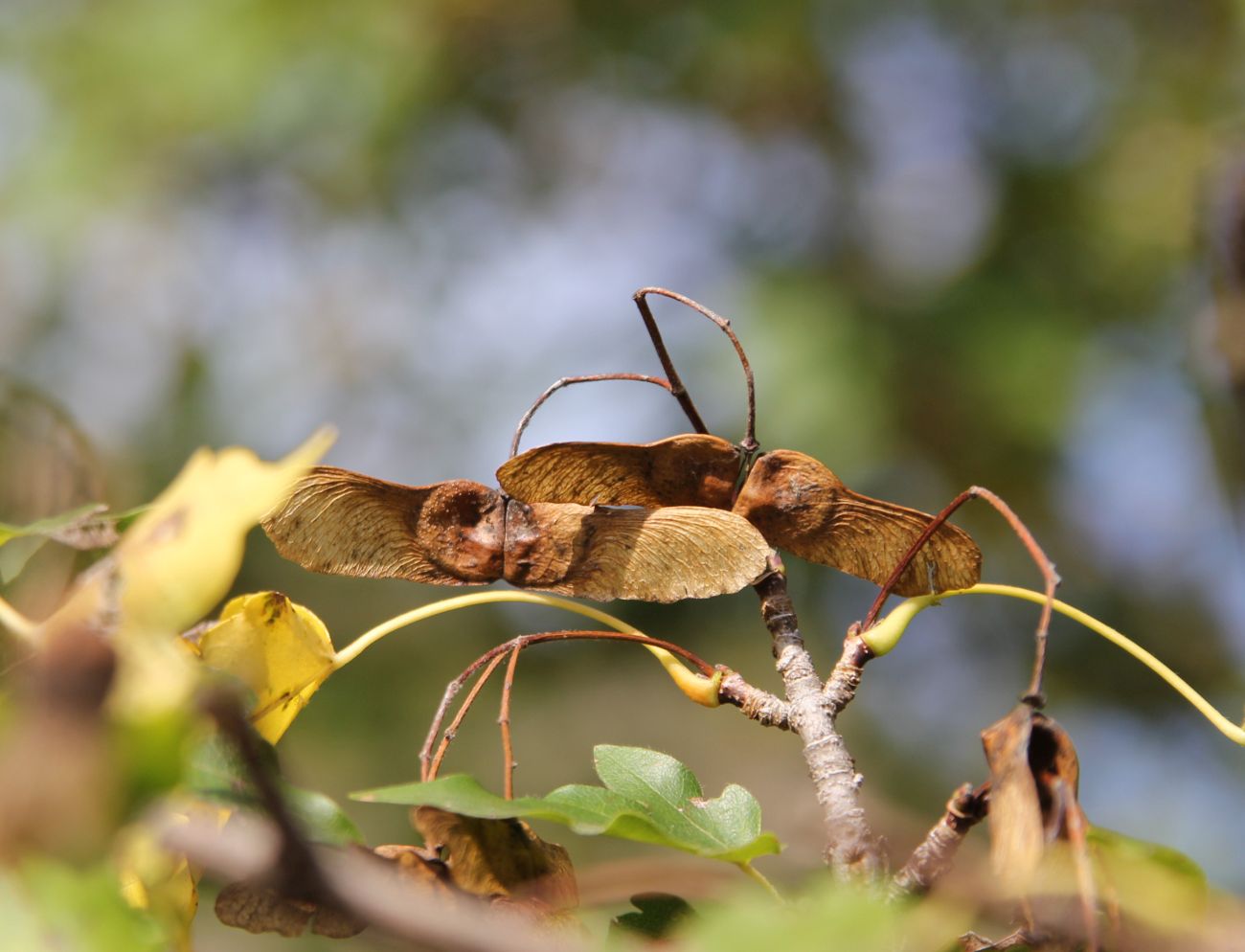 Image of Acer campestre specimen.