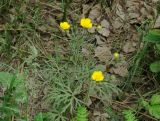 Ranunculus polyanthemos