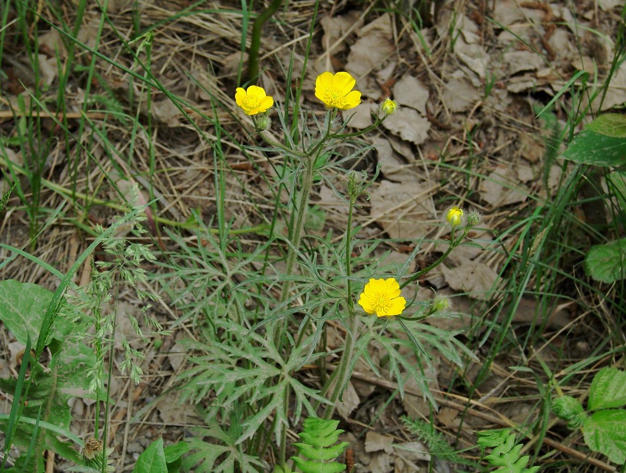 Image of Ranunculus polyanthemos specimen.