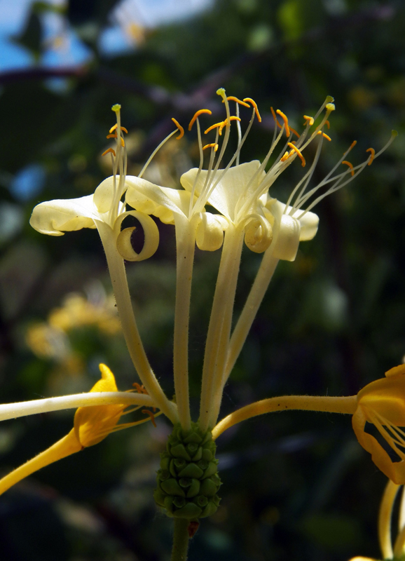 Image of Lonicera etrusca specimen.
