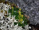 Diapensia lapponica