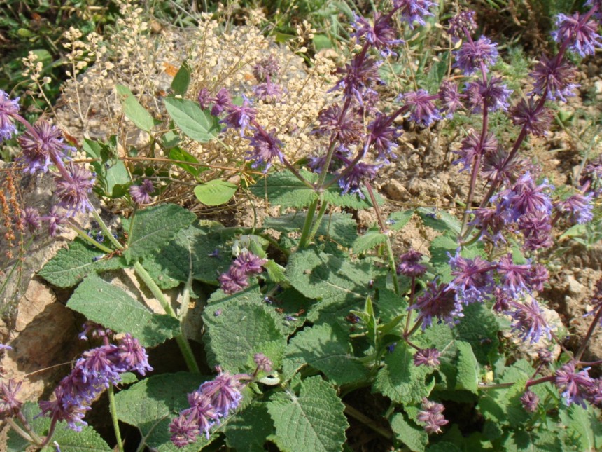 Изображение особи Salvia verticillata.