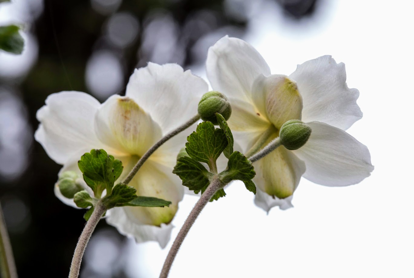 Изображение особи Anemone hupehensis.