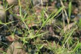 Stellaria longifolia