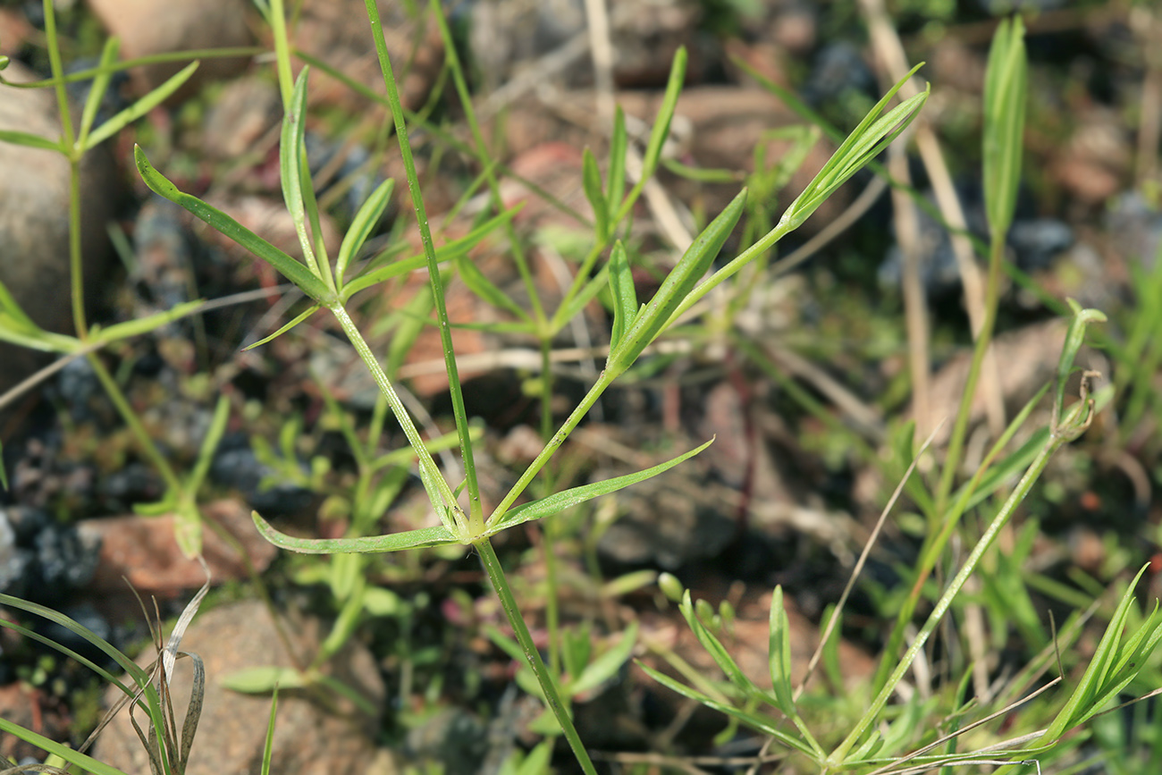 Image of Stellaria longifolia specimen.