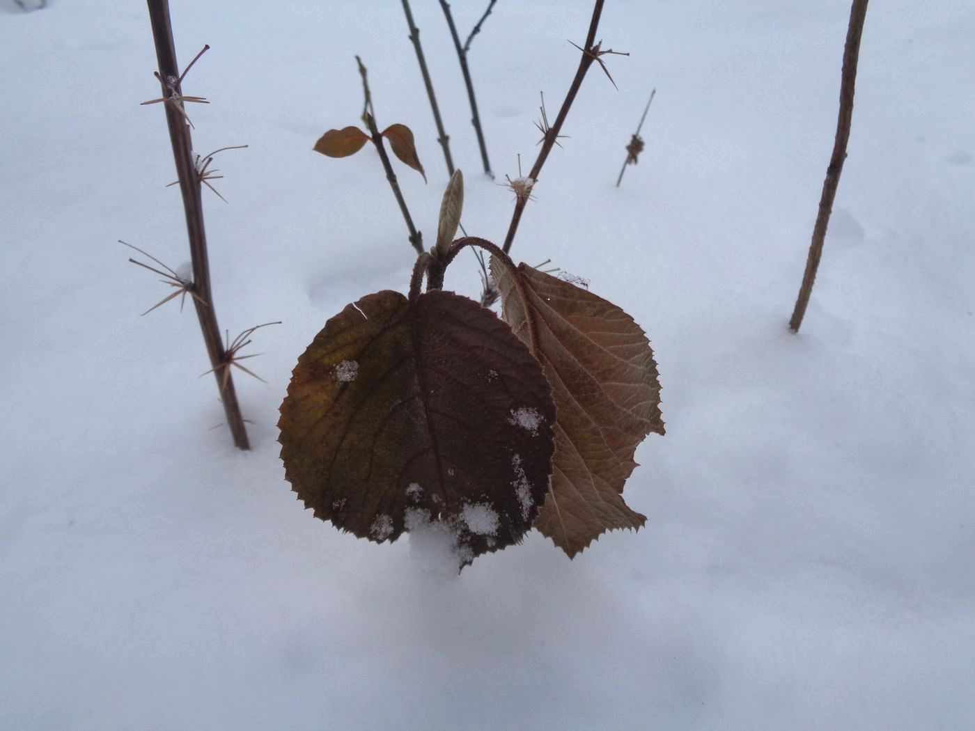 Image of Viburnum lantana specimen.