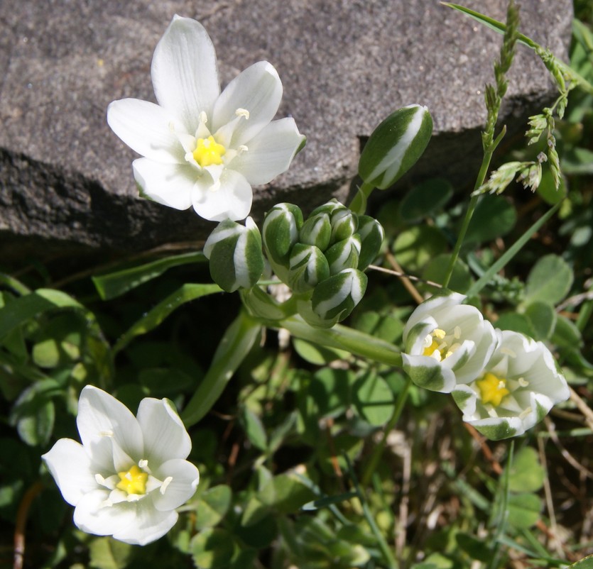 Изображение особи род Ornithogalum.