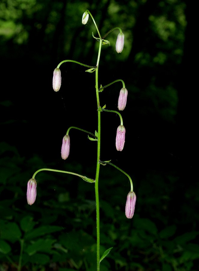 Image of Lilium martagon specimen.