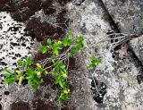 Salix pentandra