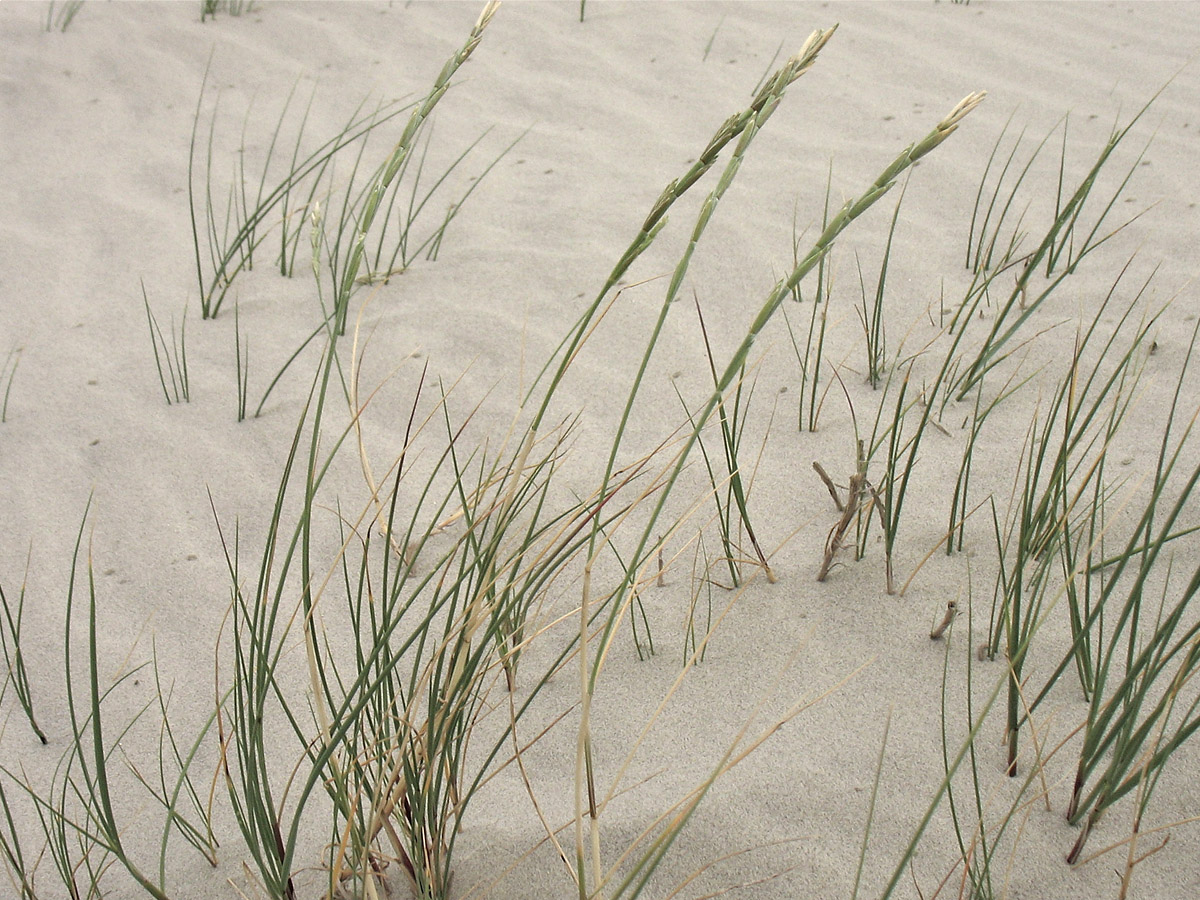 Image of Elytrigia junceiformis specimen.