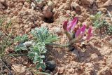 Astragalus dolichocarpus. Цветущее растение. Узбекистан, Ташкентская обл., Кибрайский р-н, окр. пос. Майский, предгорные холмы. 14.03.2019.