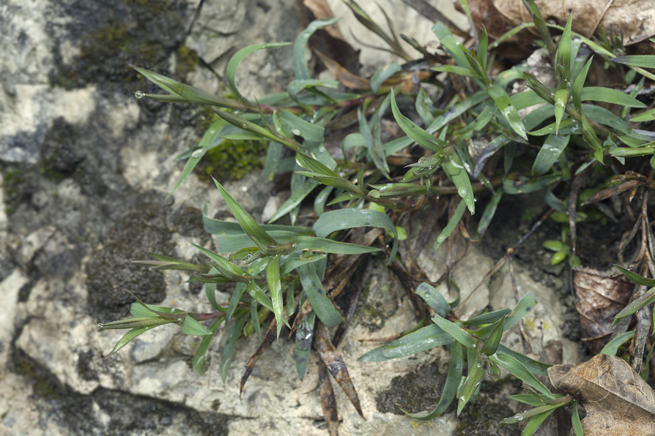 Image of Dianthus caucaseus specimen.