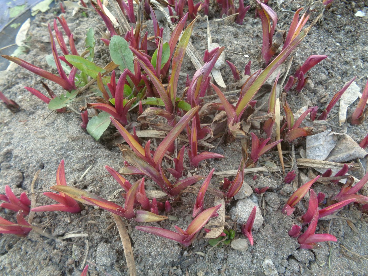 Изображение особи Tradescantia virginiana.