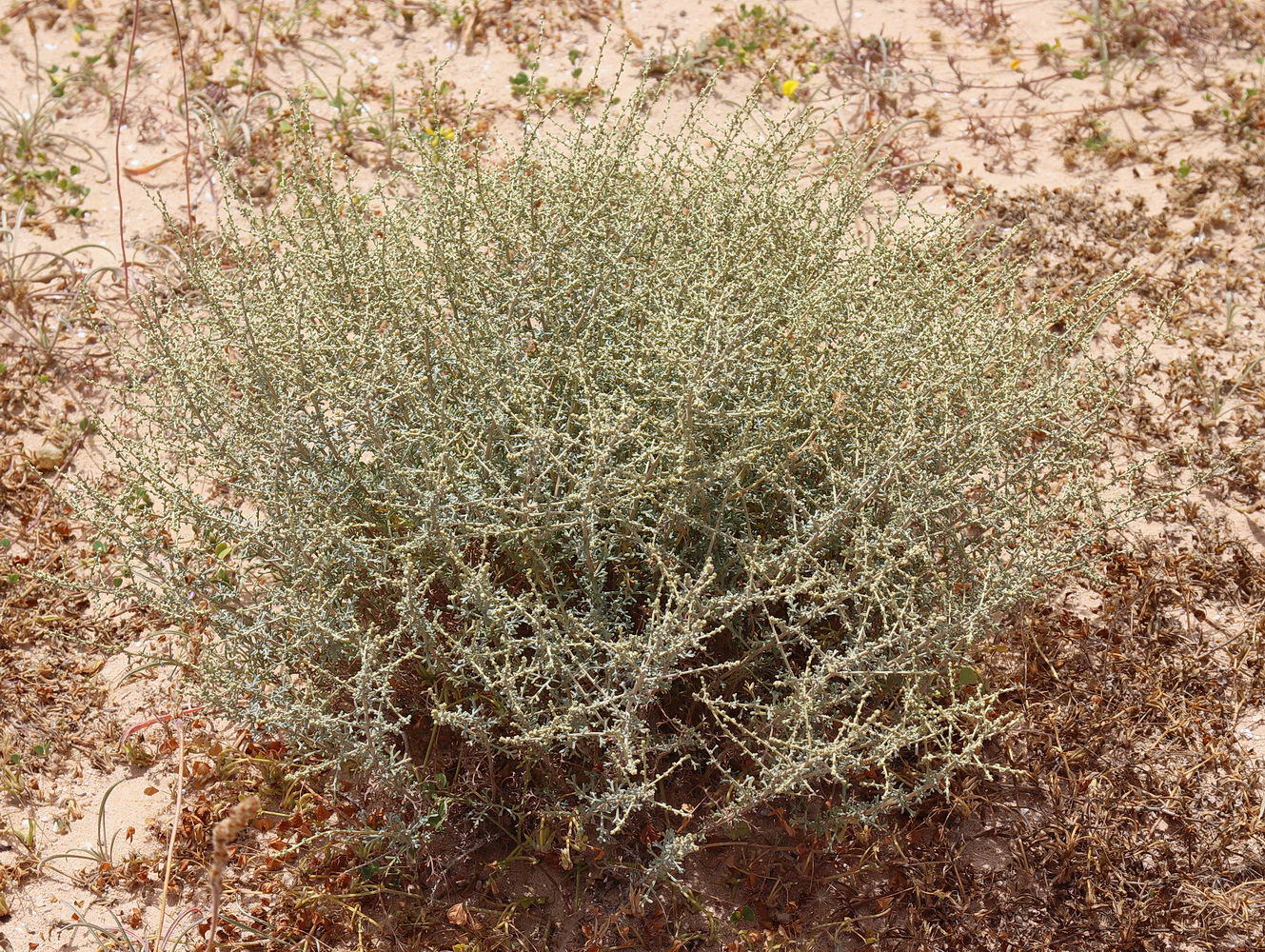 Image of Artemisia herba-alba specimen.