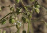 Spergula arvensis. Верхушки побегов с завязавшимися плодами. Испания, автономное сообщество Каталония, провинция Жирона, комарка Баш Эмпорда, муниципалитет Паламос, недавно созданная на месте бывшей пашни рекреационная зона вдоль берега реки. 10.05.2019.